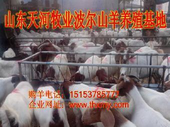 自貢魯西黃牛價格_志趣網